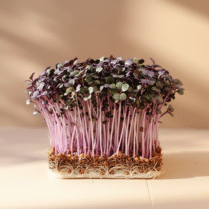 SANGO RADISH (50 gm)