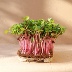 CHINA ROSE RADISH (50 gm)