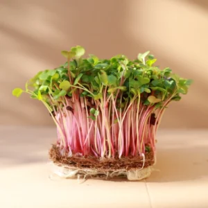 PINK RADISH (50 gm)