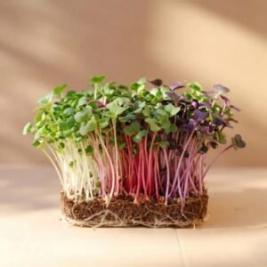 Radish Microgreens Mix Pack  (50 gm)
