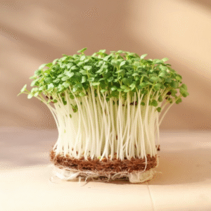 BROCCOLI